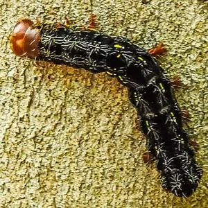 Orugas
