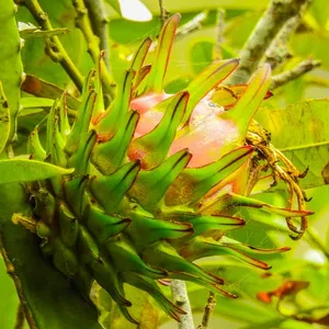 Frutales