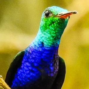 Colibrí Ventrivioleta