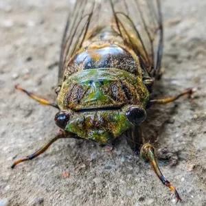 Cigarra