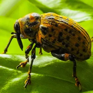 Gorgojo