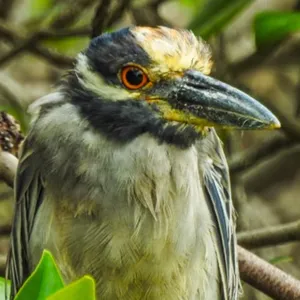 Garza nocturna cangrejera