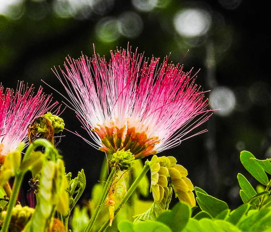 Flores