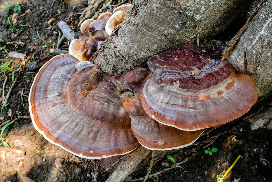 Hongos