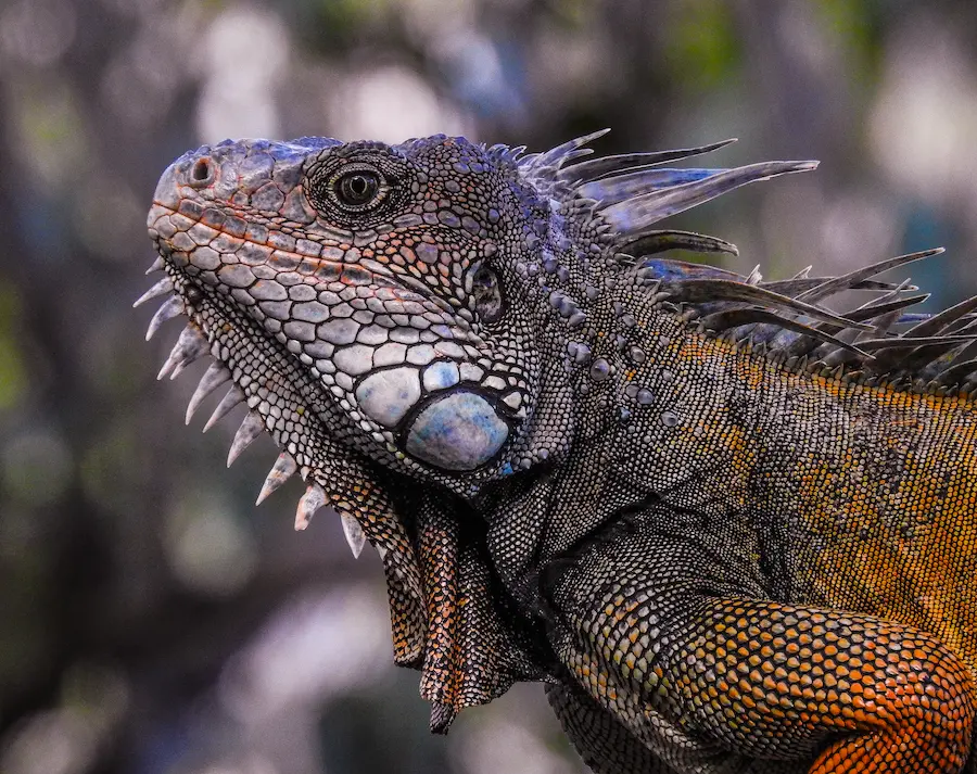 Iguana