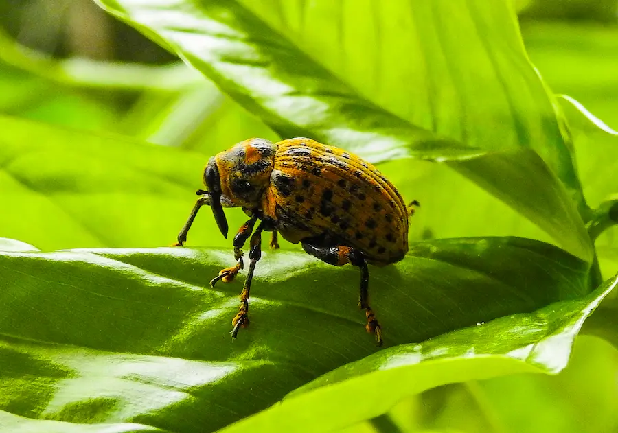 Insectos