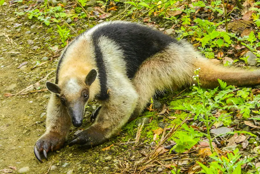 Oso Ligero