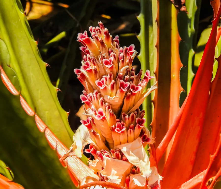Plantas